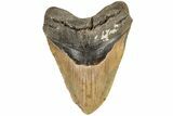 5.50" Fossil Megalodon Tooth - North Carolina - #200239-1